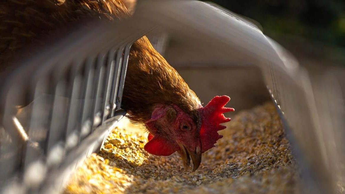 Replace feed to meet broilers’ changing nutritional needs, preventing health problems and improving growth performance and feed efficiency.